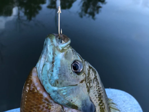 No Clips, No Limits: Valley Tieless Fishing Innovation